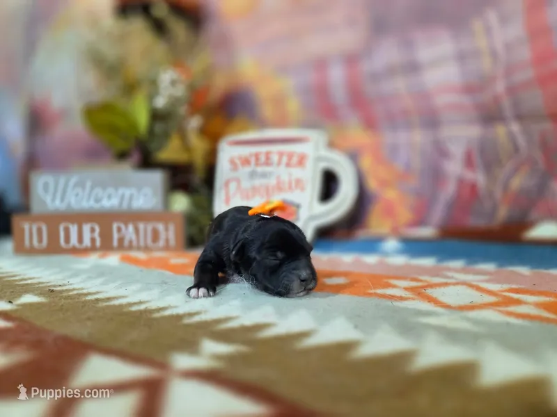freya – Yorkipoo puppy for sale in Falcon, MO