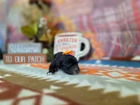 freya, a female Yorkipoo for sale in Falcon, MO – 1 of 3