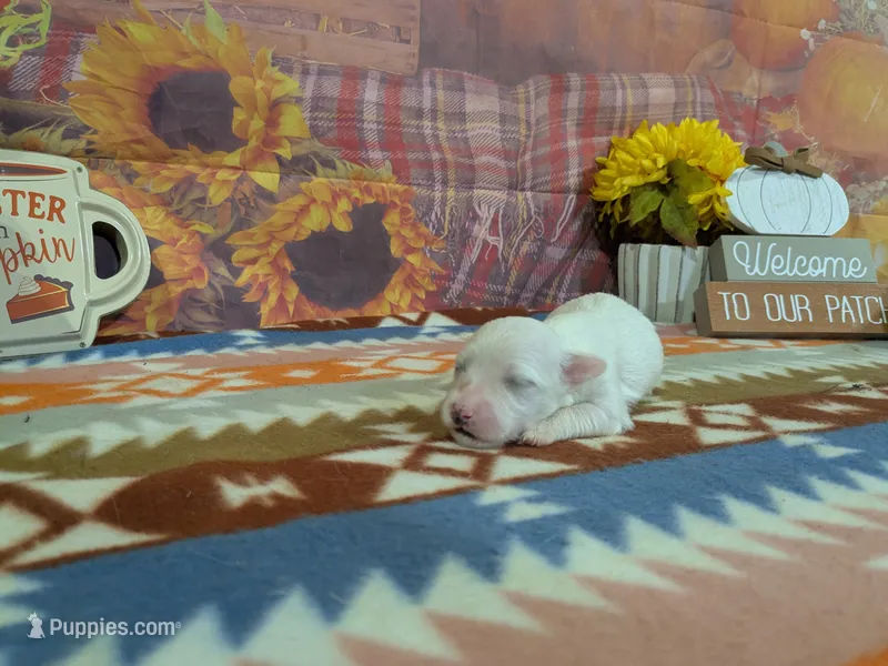Mateo – Bichon Frise puppy for sale in Falcon, MO