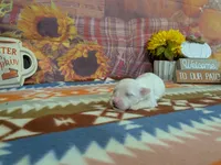 Mateo, a male Bichon Frise for sale in Falcon, MO – 1 of 3