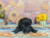 toby, a male Havanese for sale in Falcon, MO – 6 of 6