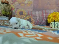 Victor, a male Maltese for sale in Falcon, MO – 3 of 5
