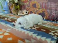 Hudson, a male Bichon Frise for sale in Falcon, MO – 6 of 6