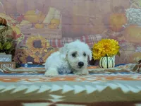 Mateo, a male Bichon Frise for sale in Falcon, MO – 8 of 9