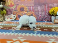 Mateo, a male Bichon Frise for sale in Falcon, MO – 4 of 9