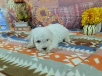 Nathan, a male Bichon Frise for sale in Falcon, MO – 8 of 10