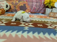 Lainy , a female Bichon Frise for sale in Falcon, MO – 2 of 3