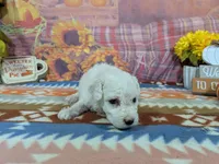 Scott, a male Bichon Frise for sale in Falcon, MO – 6 of 9