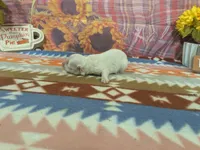 Victor, a male Maltese for sale in Falcon, MO – 2 of 2