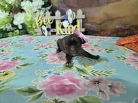 Freya, a female Shih Tzu for sale in Falcon, MO – Photo 2 of 3