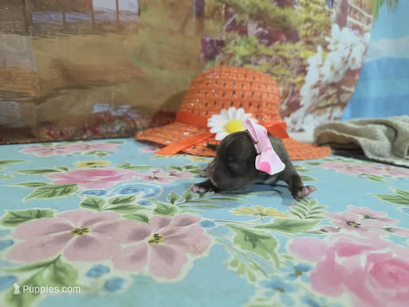 Freya – Shih Tzu puppy for sale in Falcon, MO