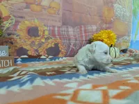 kolter, a male Maltese for sale in Falcon, MO – 6 of 7