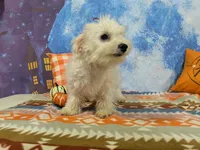 Thor , a male Bichon Frise for sale in Falcon, MO – 10 of 10
