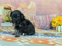 xavier, a male Havanese for sale in Falcon, MO – 4 of 6