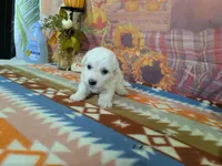 Mateo, a male Bichon Frise for sale in Falcon, MO – 6 of 9