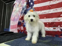 Vivian, a female Maltese for sale in Falcon, MO – 6 of 6