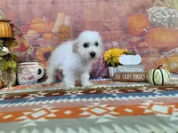 Thor , a male Bichon Frise for sale in Falcon, MO – 9 of 9