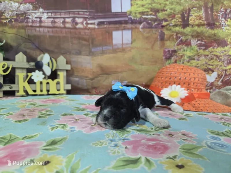 Natalie – Cocker Spaniel puppy for sale in Falcon, MO