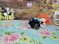 Natalie, a female Cocker Spaniel for sale in Falcon, MO – Photo 3 of 3