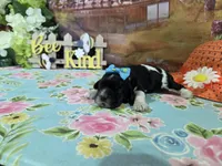 Natalie, a female Cocker Spaniel for sale in Falcon, MO – Photo 2 of 3