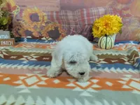 Nathan, a male Bichon Frise for sale in Falcon, MO – 10 of 10
