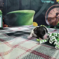 Ruby, a female Havanese for sale in Falcon, MO – Photo 1 of 3