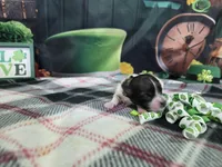 Ruby, a female Havanese for sale in Falcon, MO – Photo 1 of 3