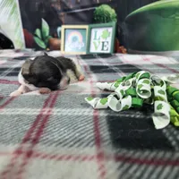 Ruby, a female Havanese for sale in Falcon, MO – Photo 2 of 3