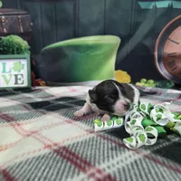 Ruby, a female Havanese for sale in Falcon, MO – Photo 3 of 3