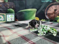 Ruby, a female Havanese for sale in Falcon, MO – Photo 3 of 3