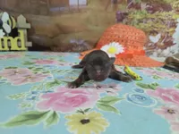 Penelope, a female Shih Tzu for sale in Falcon, MO – Photo 3 of 3