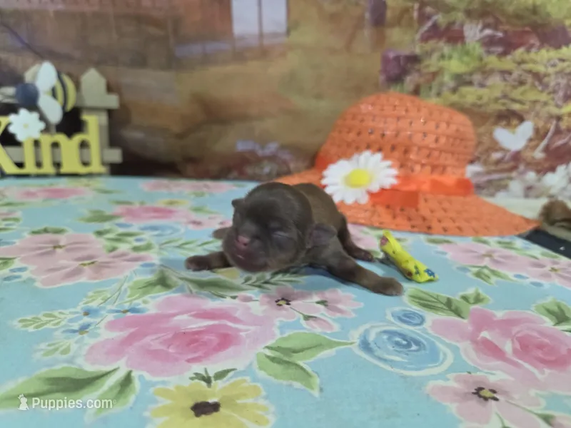 Penelope – Shih Tzu puppy for sale in Falcon, MO