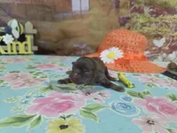 Penelope, a female Shih Tzu for sale in Falcon, MO – Photo 1 of 3