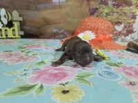 Penelope, a female Shih Tzu for sale in Falcon, MO – Photo 2 of 3