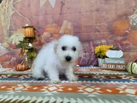 Thor , a male Bichon Frise for sale in Falcon, MO – 8 of 9