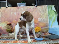Steven, a male Cavalier King Charles Spaniel for sale in Falcon, MO – 1 of 3