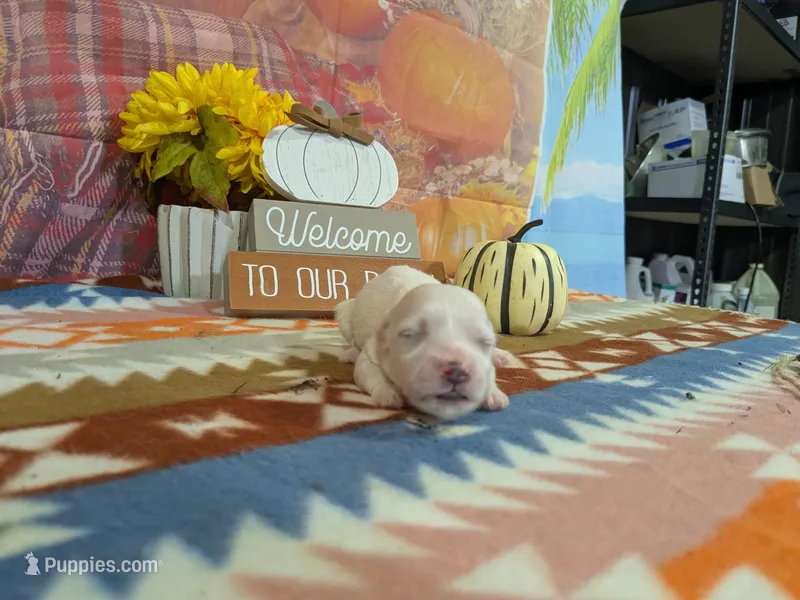 Boone – Bichon Frise puppy for sale in Falcon, MO