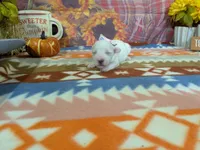 Emma, a female Bichon Frise for sale in Falcon, MO – 3 of 3