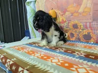 Brandon, a male Cocker Spaniel for sale in Falcon, MO – 2 of 3