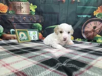 Peter, a male Poodle - Miniature  for sale in Falcon, MO – Photo 1 of 3