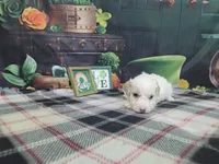 Peter, a male Poodle - Miniature  for sale in Falcon, MO – Photo 3 of 3