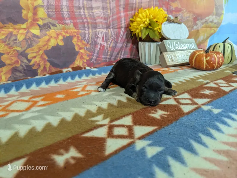 xavier – Havanese puppy for sale in Falcon, MO