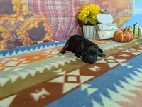 xavier, a male Havanese for sale in Falcon, MO – 1 of 3
