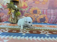Alistair, a male Bichon Frise for sale in Falcon, MO – 6 of 9