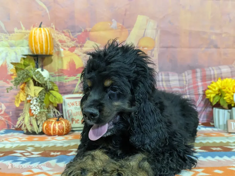 Logan – Cocker Spaniel puppy for sale in Falcon, MO