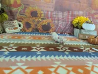 kolter, a male Maltese for sale in Falcon, MO – 3 of 4