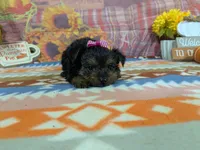 Delphine, a female Yorkshire Terrier for sale in Falcon, MO – 3 of 10