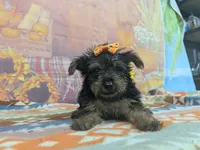 Delphine, a female Yorkshire Terrier for sale in Falcon, MO – 8 of 10