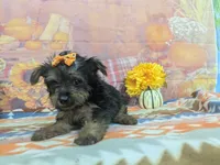 Delphine, a female Yorkshire Terrier for sale in Falcon, MO – 10 of 10