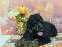 Logan, a male Cocker Spaniel for sale in Falcon, MO – 2 of 7
